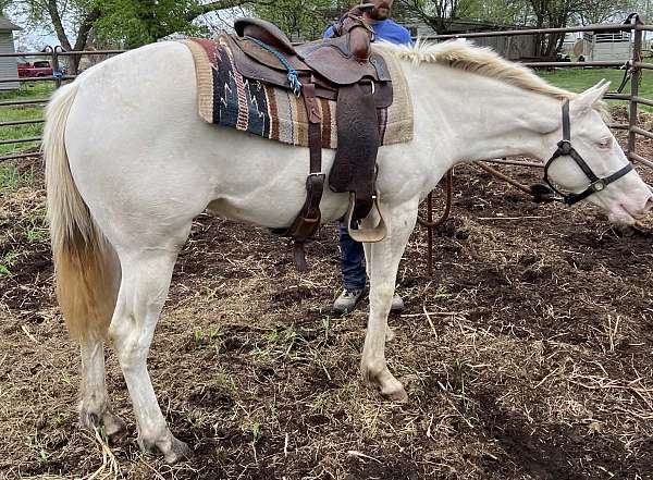 tobiano-horse