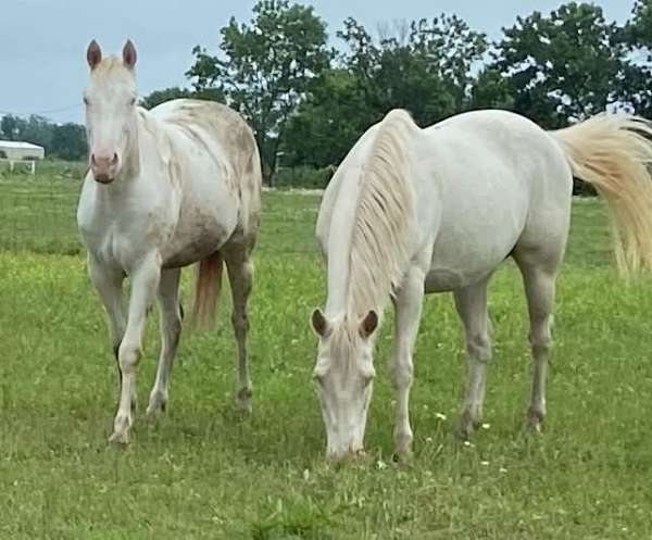 all-around-paint-horse