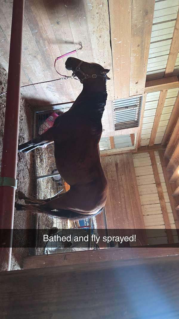 bay-tiger-stripes-on-legs-horse