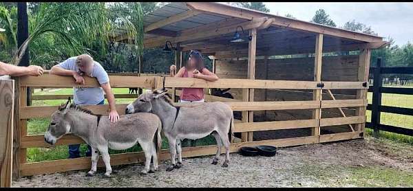 champagne-miniature-pony-mare-stallion