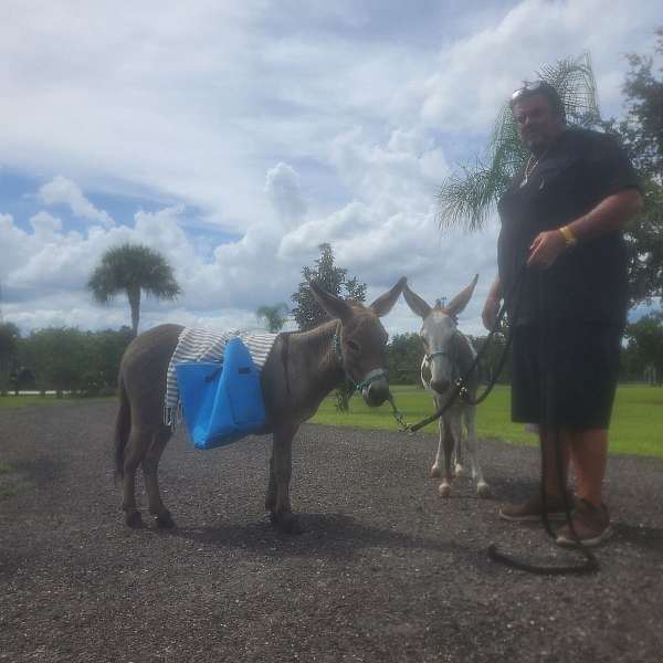 champagne-ranch-pony