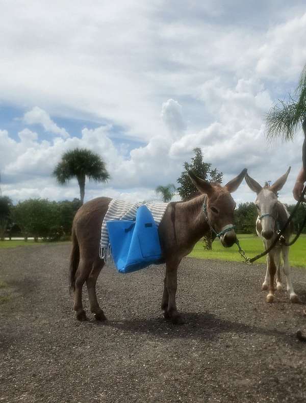 project-stallion-foal