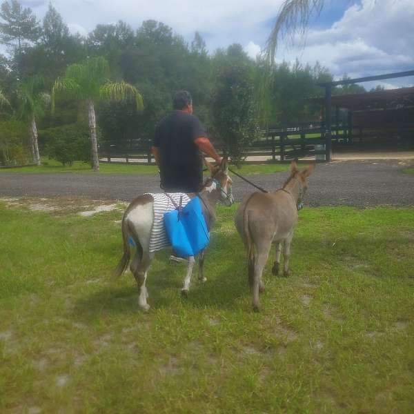 trained-stallion-foal