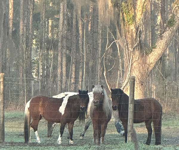 working-stallion-foal