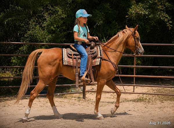beginner-safe-horse-quarter