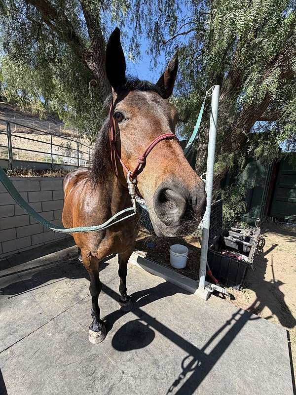beginner-morgan-horse
