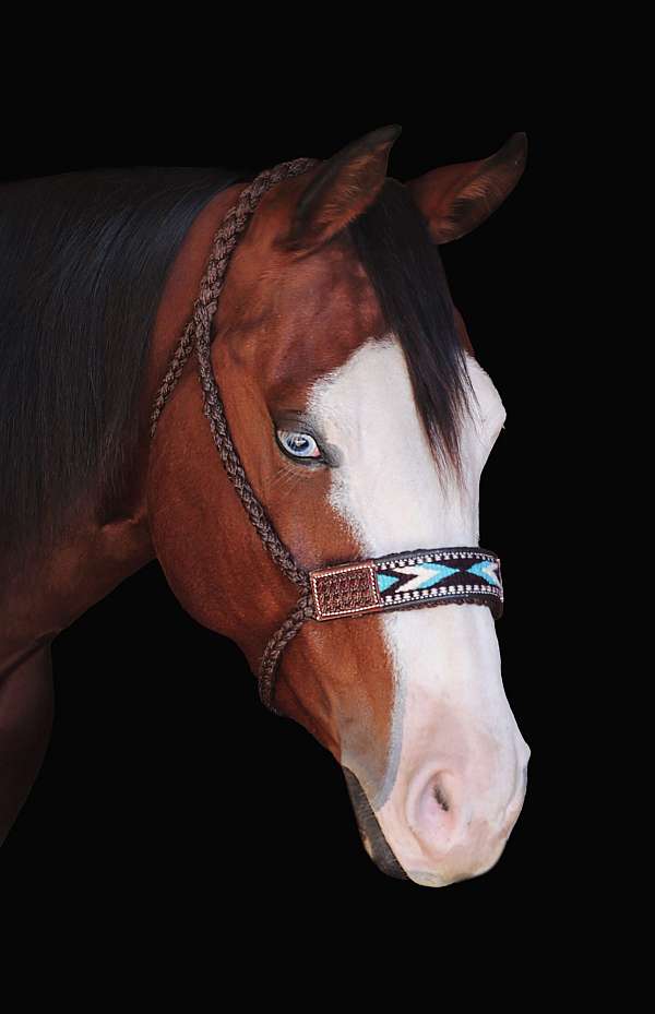 ranch-quarter-horse
