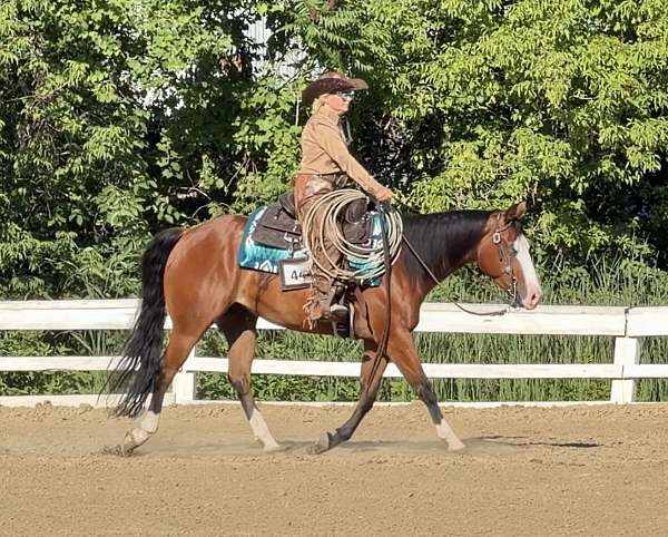 beginner-quarter-horse