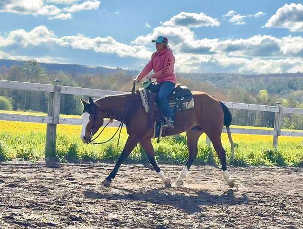show-quarter-horse