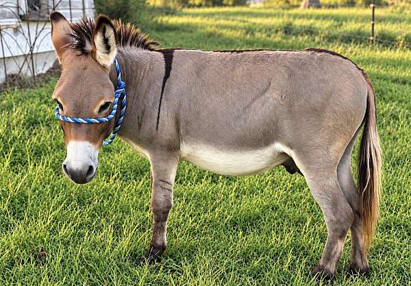 miniature-donkey