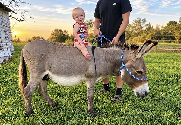 miniature-stallion