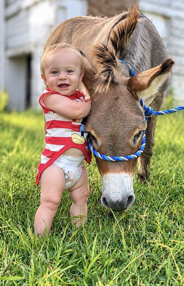 miniature-donkey-for-sale