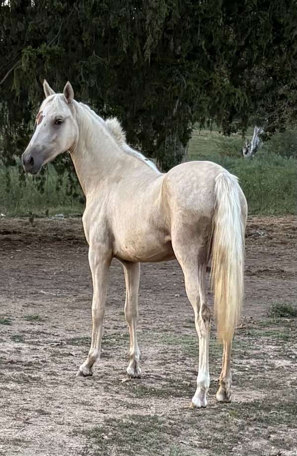 blaze-splotch-1-white-leg-horse