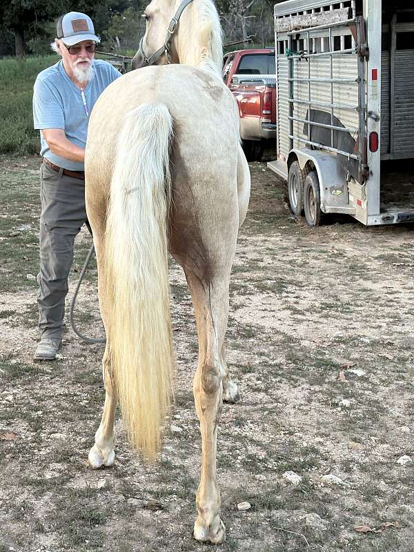 palomino-blaze-splotch-1-white-leg-horse