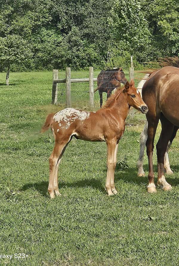 liver-chestnut-appaloosa-filly