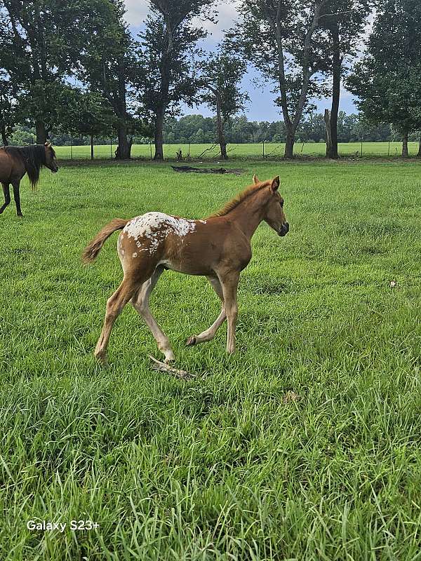 liver-chestnut-aphc-horse