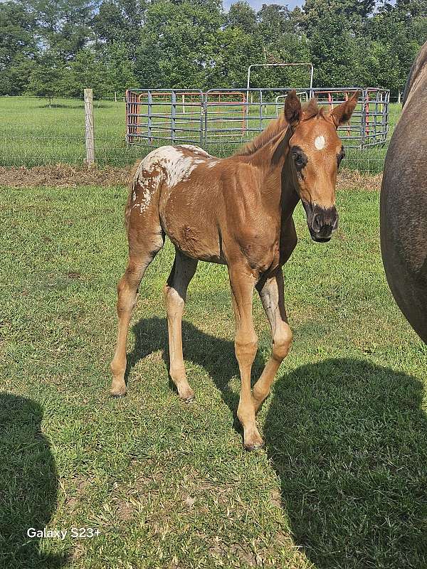 liver-chestnut-hunt-seat-horse