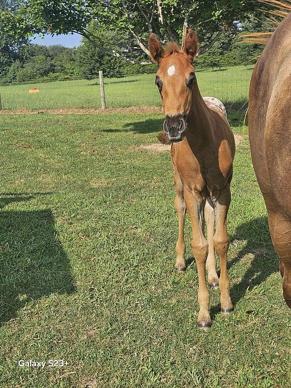 liver-chestnut-aphc-filly