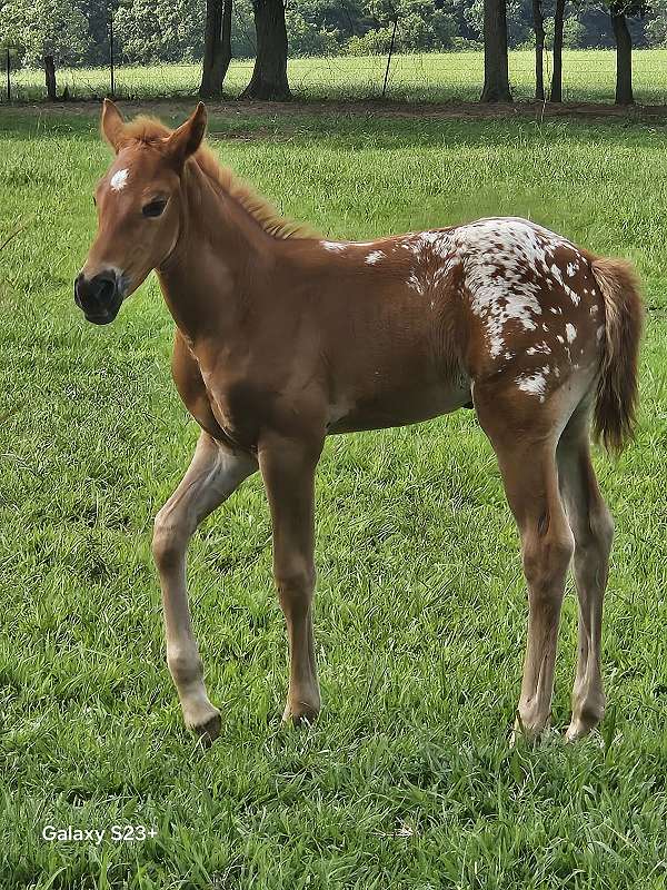 appaloosa-horse