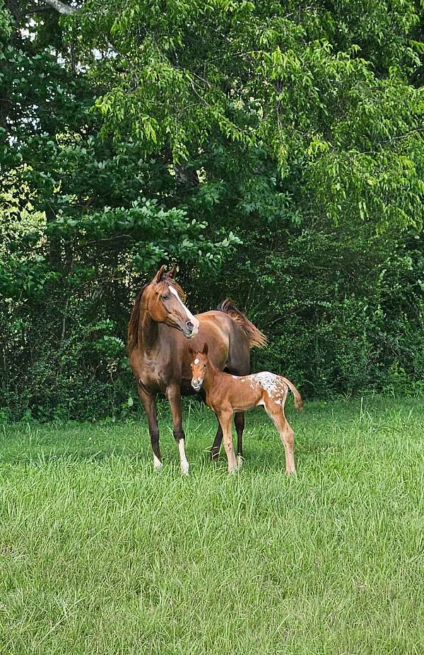 liver-chestnut-appaloosa-horse