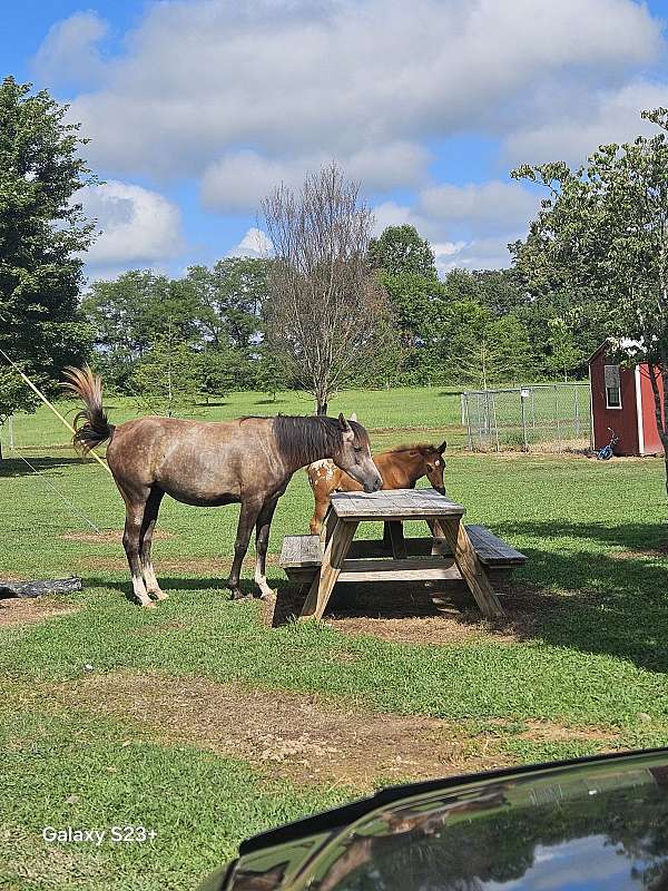 all-around-appaloosa-horse