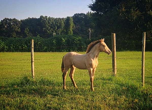 17-hand-draft-filly