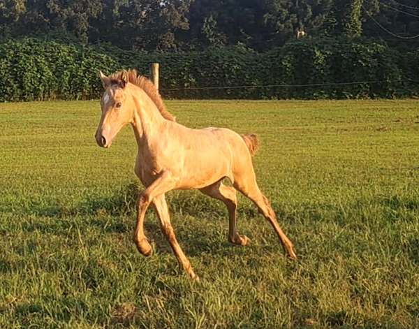 star-horse