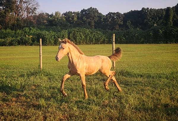 champagne-star-horse