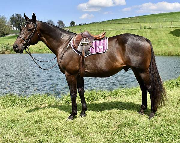 catemaco-thoroughbred-horse