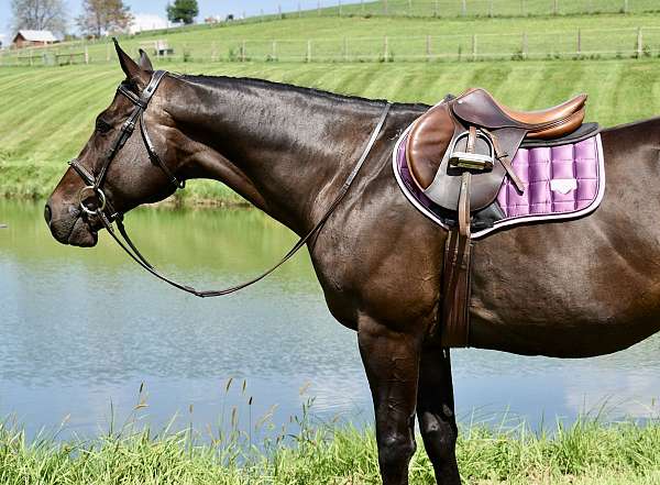 twilight-farms-thoroughbred-horse