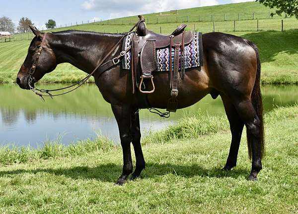 catemaco-horse