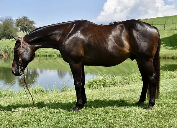 twilight-farms-horse