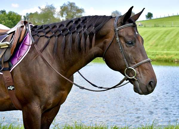 restarted-thoroughbred-gelding