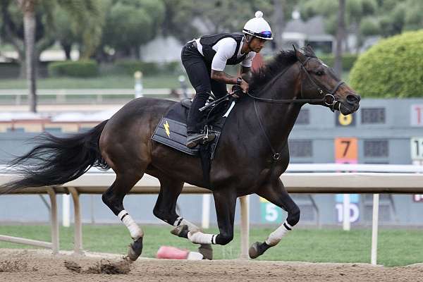 finished-thoroughbred-gelding