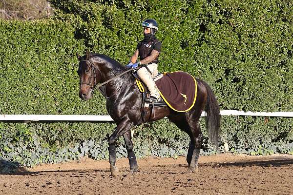 catemaco-gelding