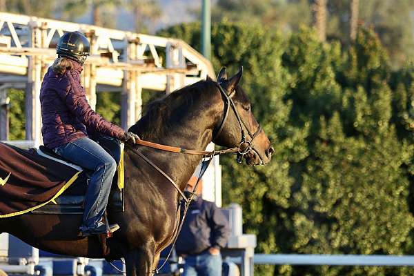 off-the-track-thoroughbred-horse