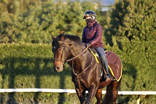 restarted-thoroughbred-horse