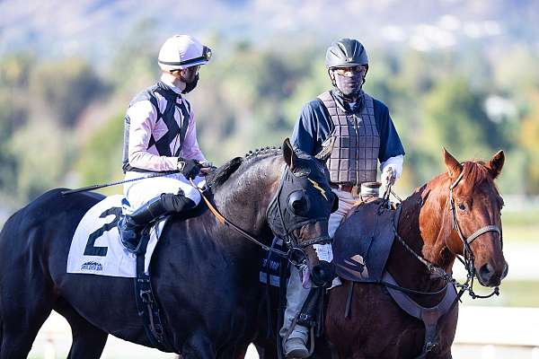 thoroughbred-horse