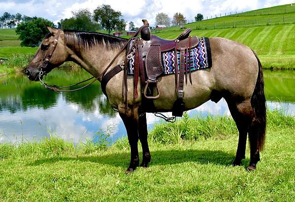 pleasure-driv-quarter-horse