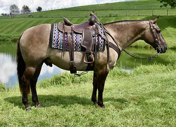 grulla-pleasure-driv-horse