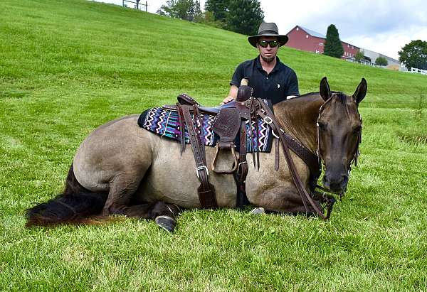pleasure-driv-gelding