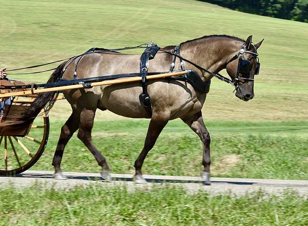 pleasure-driv-horse