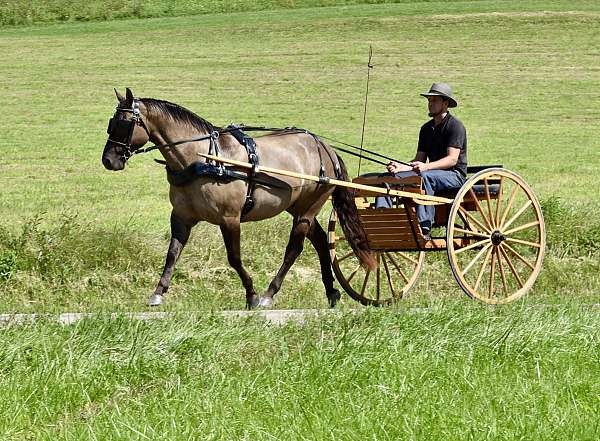 all-around-quarter-horse