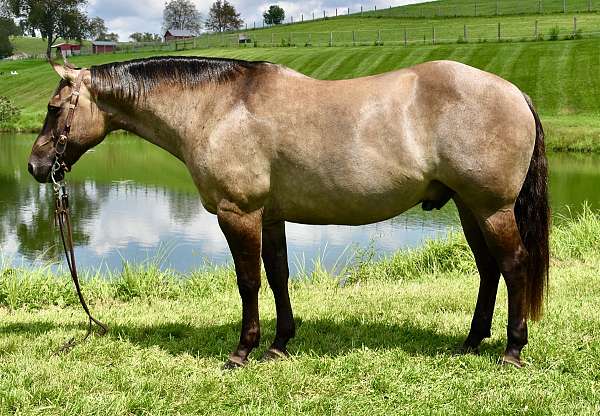 athletic-quarter-horse