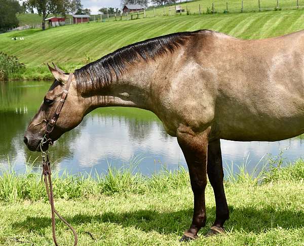 beginner-quarter-horse