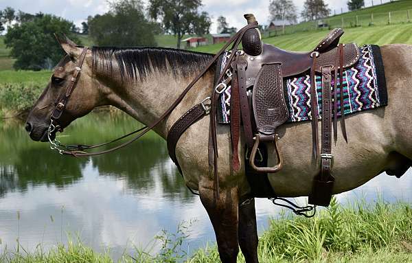 companion-quarter-horse