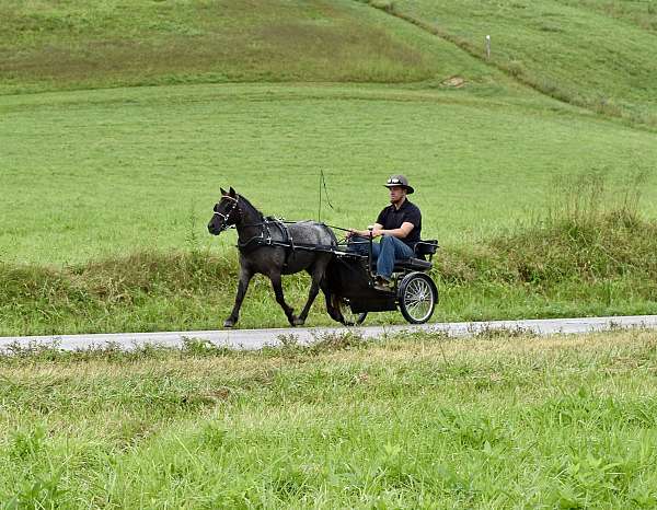 family-fun-pony-gelding