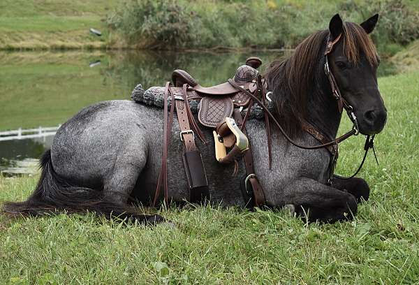 blue-roan-harness-pony