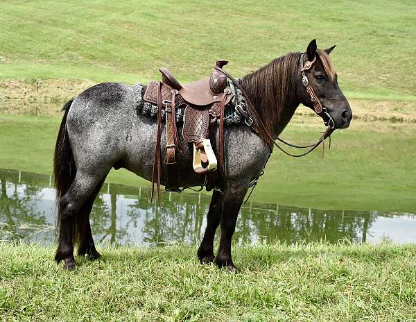 blue-roan-pony
