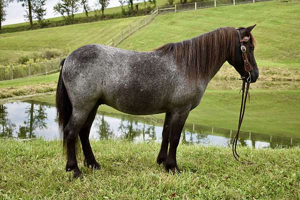 driving-pony